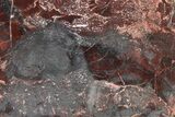 Polished Stromatolite (Collenia) Slab - Minnesota #326058-1